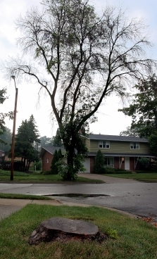 The decision to protect ash trees may be influenced by several factors (image: forestryimages.org)