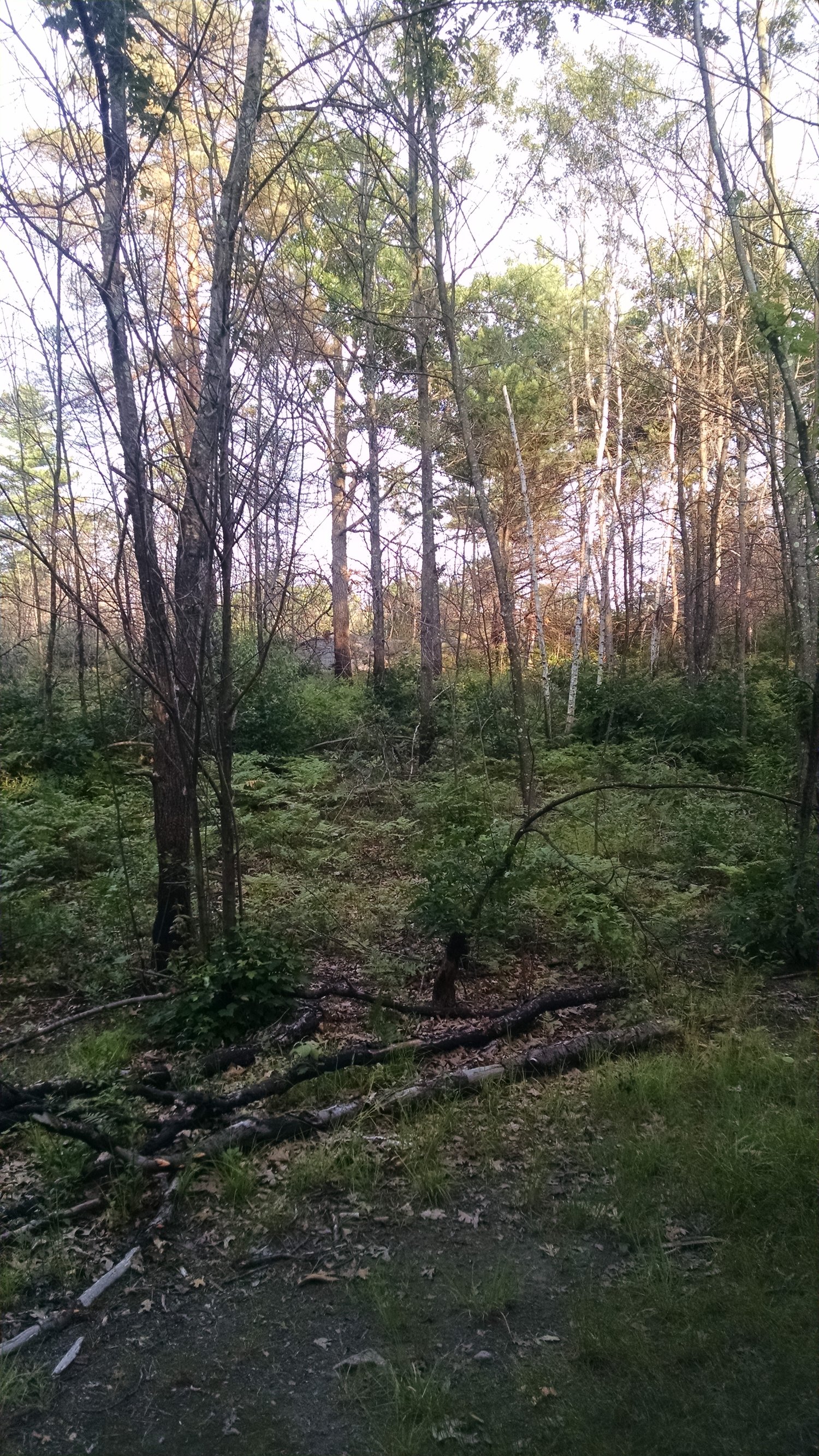 Forest have the benefit of fallen leaves and branches decomposing on site which ultimately release nutrients back into the soil.