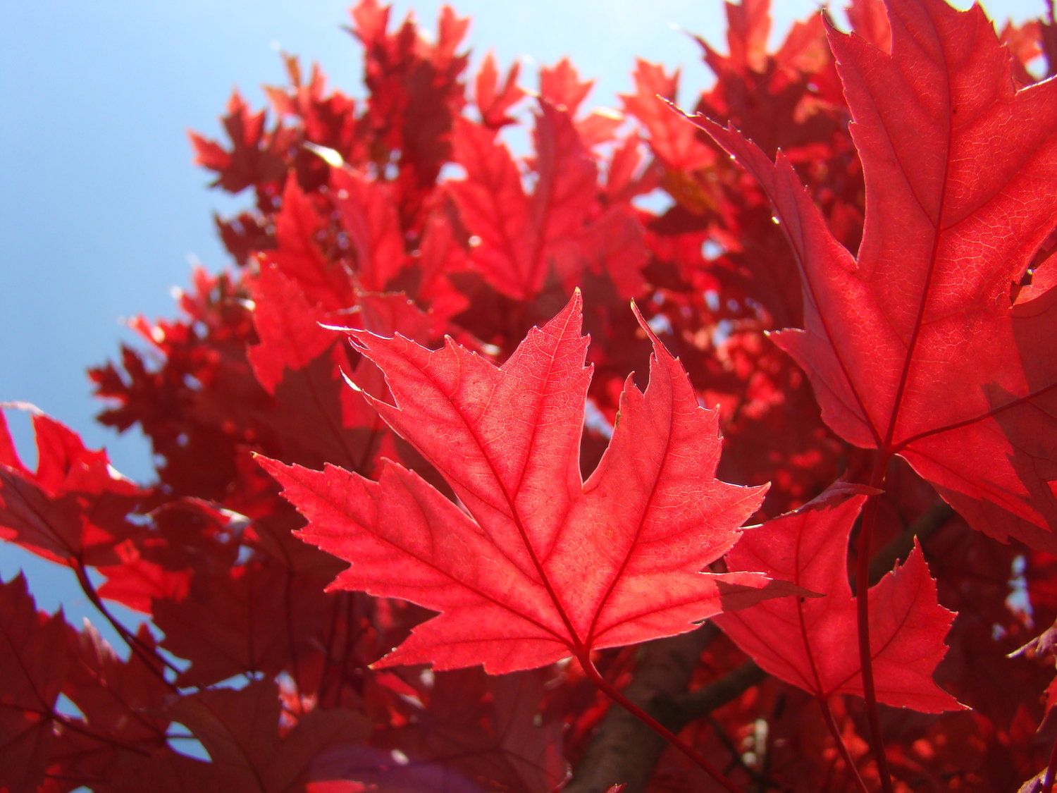 Red and orange colors, produced by pigments called anthocyanins, may protect foliage by blocking excess sunlight.