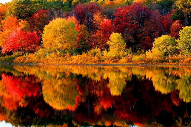 Developing research suggests that autumn colors may be part of a tree’s defenses.