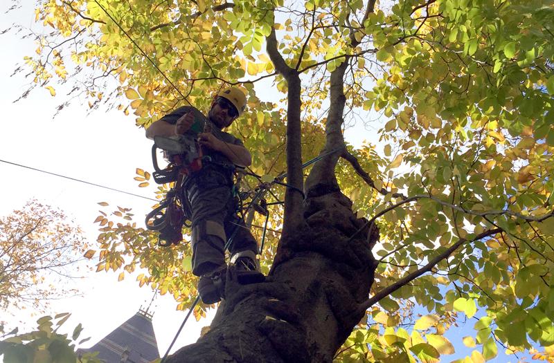 Brendan, a Certified Arborist with BTSE,An arborist begins the careful work of cutting down a now structurally unsound 142 year old yellowwood tree. (Edgar B. Herwick III WGBH News)
