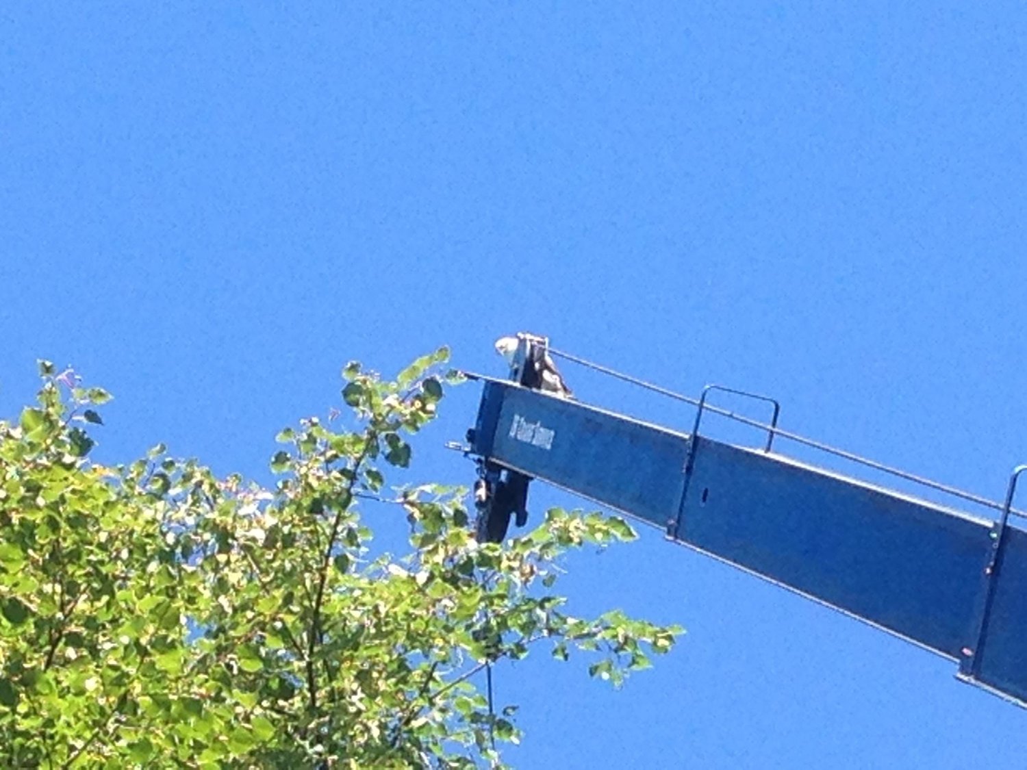 What appears to be a bald eagle resting on top of our crane boom.