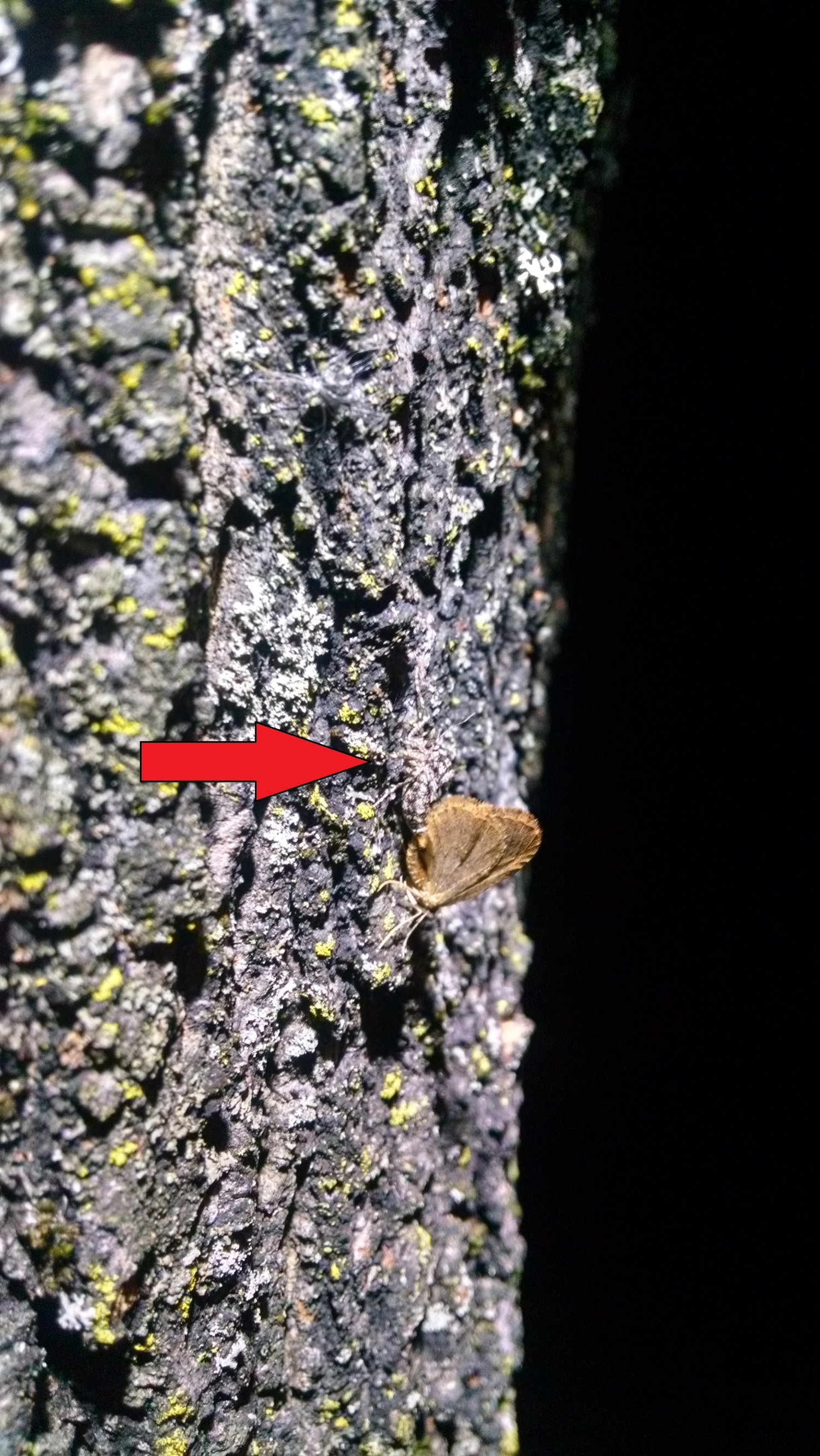 Adult male winter moths are light brown to tan in color and females are gray, nearly wingless (identified by red arrow). (Image: K.E. Bernard)