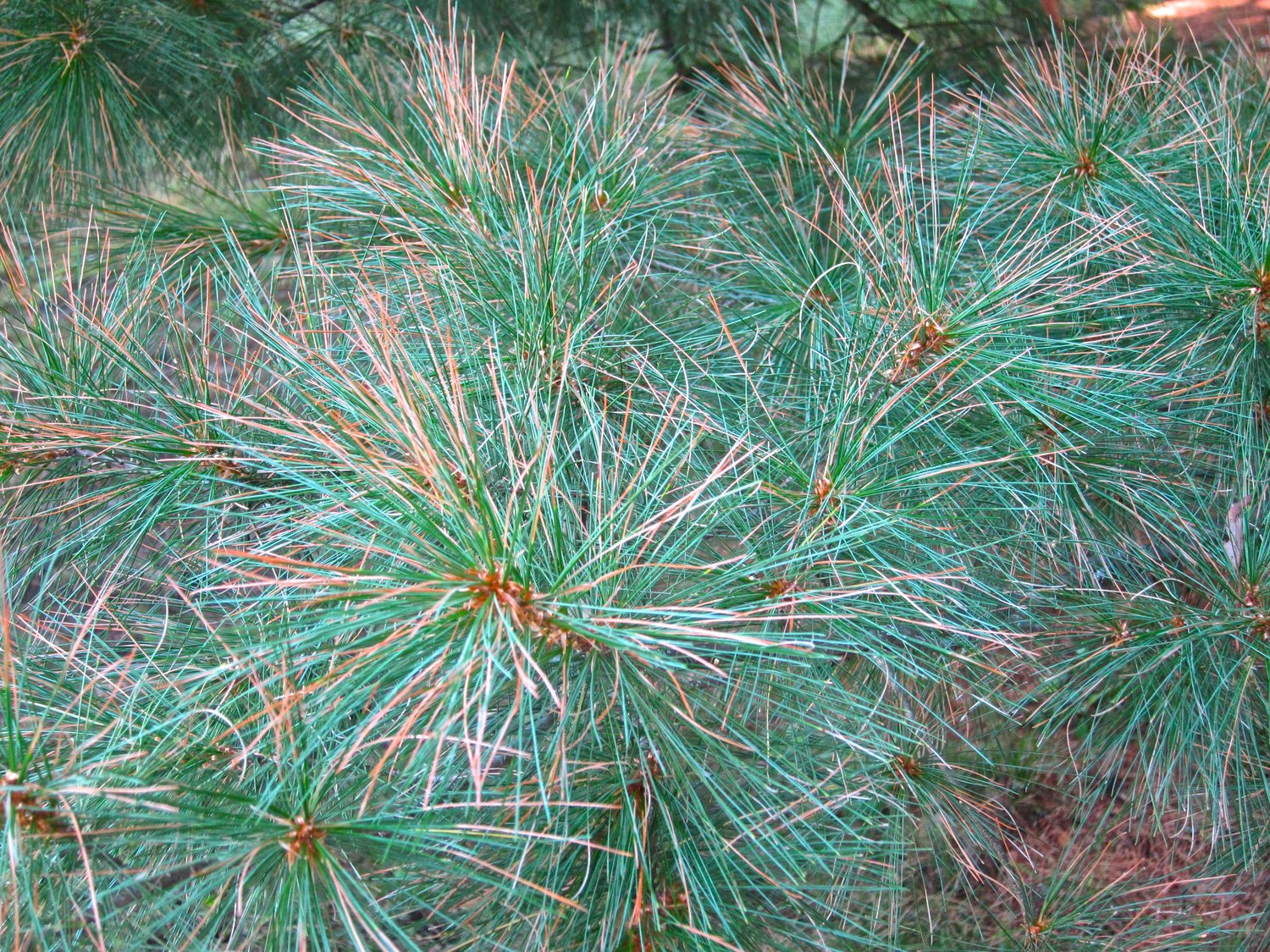 Tip blight, which is not a new phenomenon, however this particular strain may be of a new variety and resulting in damage more widespread than previously seen.