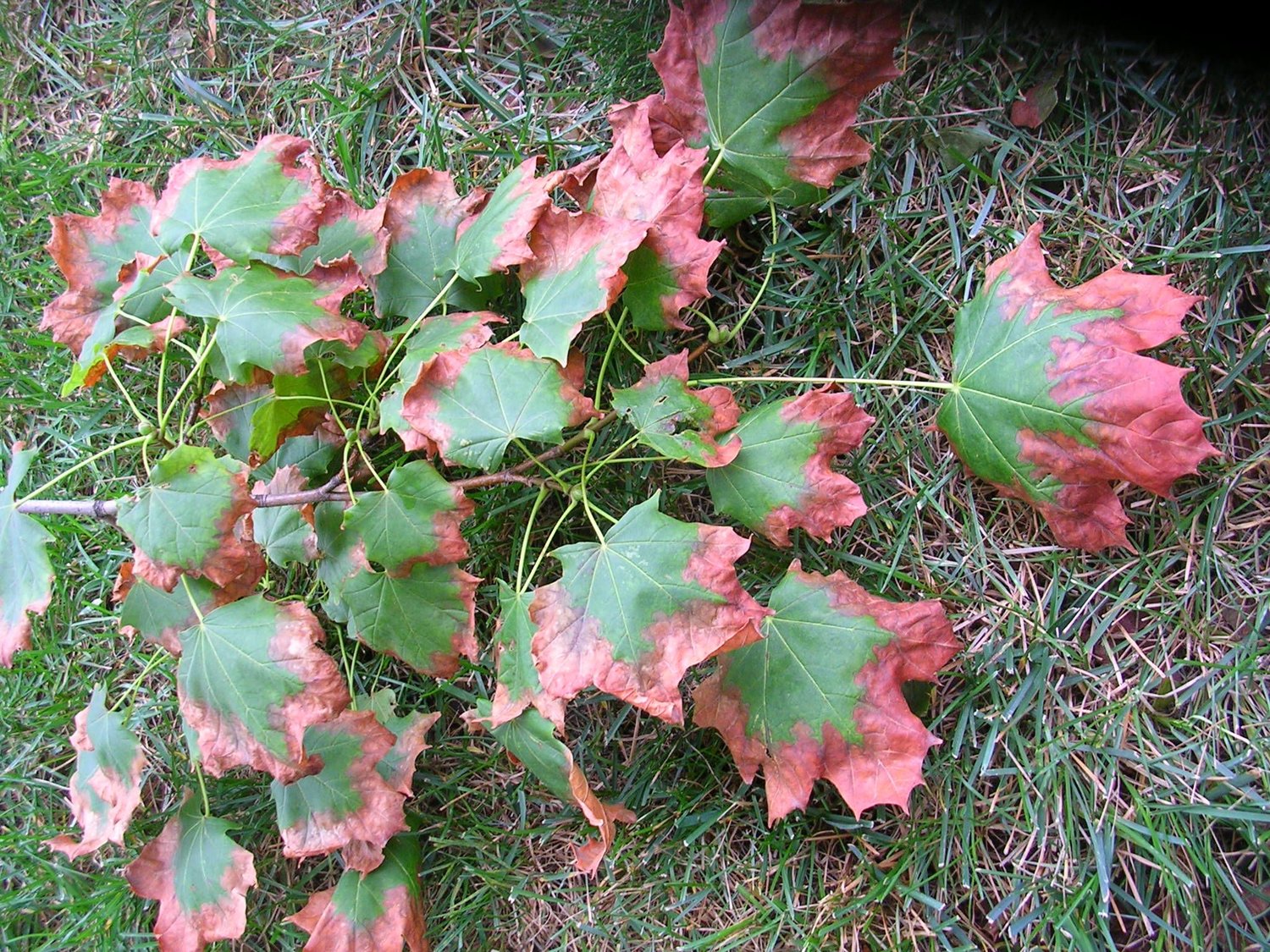 Visual signs of drought injury include: wilting, yellow, curling, marginally scorch leaves or drop early leaf fall.