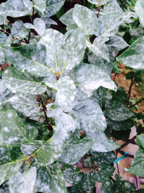 Powdery mildew fungi symptoms are small dusty-white patches that develop by mid-summer. Although this disease rarely results in sufficient injury, its high visibility is a frequent cause of concern.