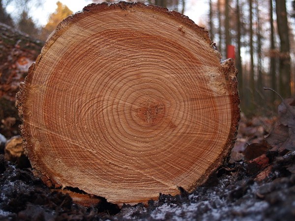Researchers studied tree ring data from over 1,300 sites and found that drought can reduce the ability of trees to absorb carbon dioxide by as much as four years.