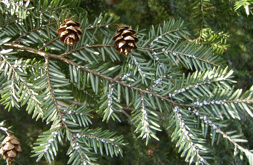 HWA are most recognized by the white “woolly” masses of wax produced by the insects at the base of hemlock needles.