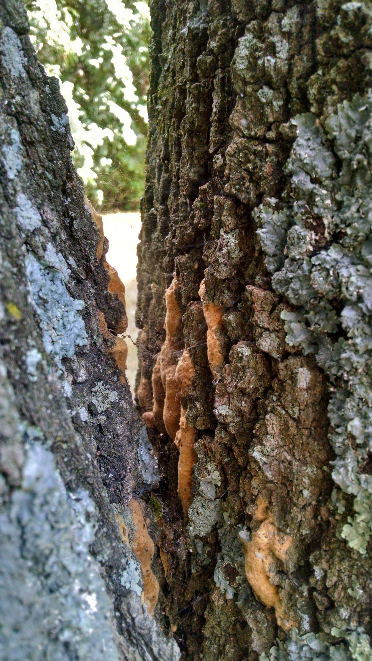 Gypsy moth overwinters in tan-colored, irregular shaped egg masses laid on the trunks of trees and contain 50 to 1500 individual eggs (K. Bernard).