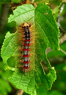 Gypsy moth larvae have red and blue spots and consume deciduous foliage until early July (bugwood.org).