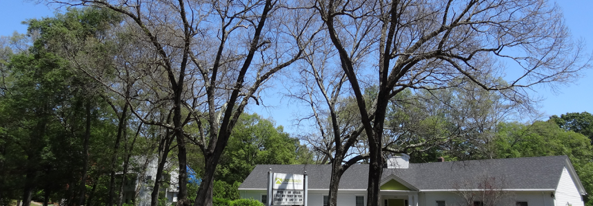 Gypsy moth outbreaks are especially prevalent in areas dominated by oaks, a common tree in eastern and southern Massachusetts (UMass).