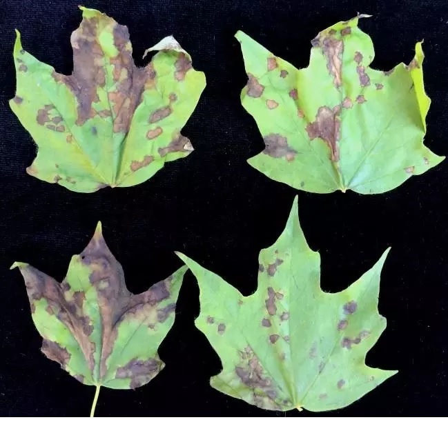 This is what anthracnose looks like, according to a UMass expert. (image: bostonglobe.com)