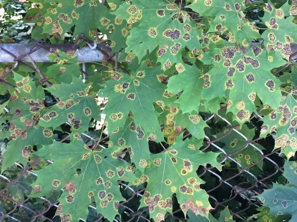 The tar spot fungus has flourished following wet, cool weather earlier this year. (LESLIE ANDERSON/GLOBE STAFF)