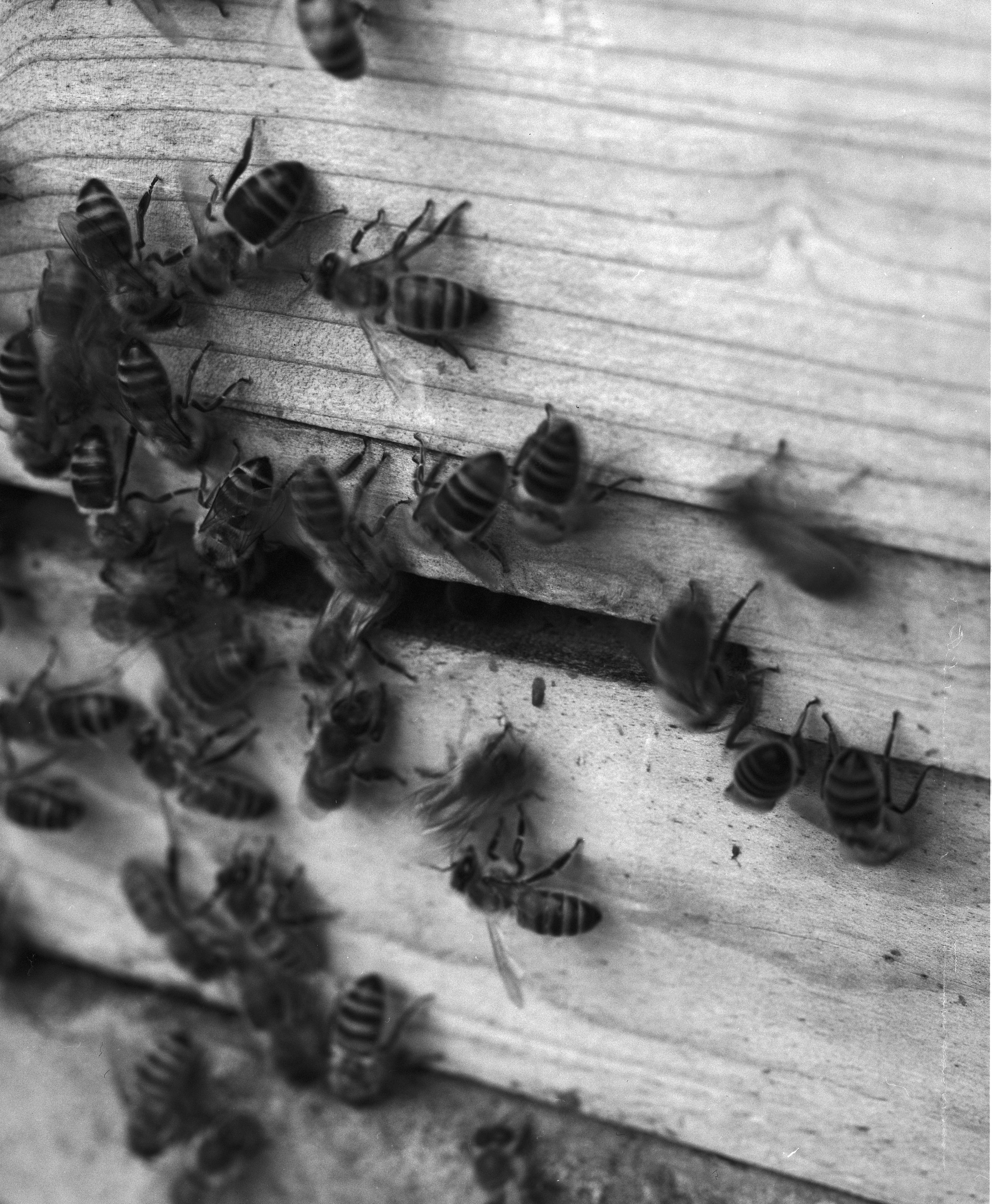 BEES ON B&W_001.jpg