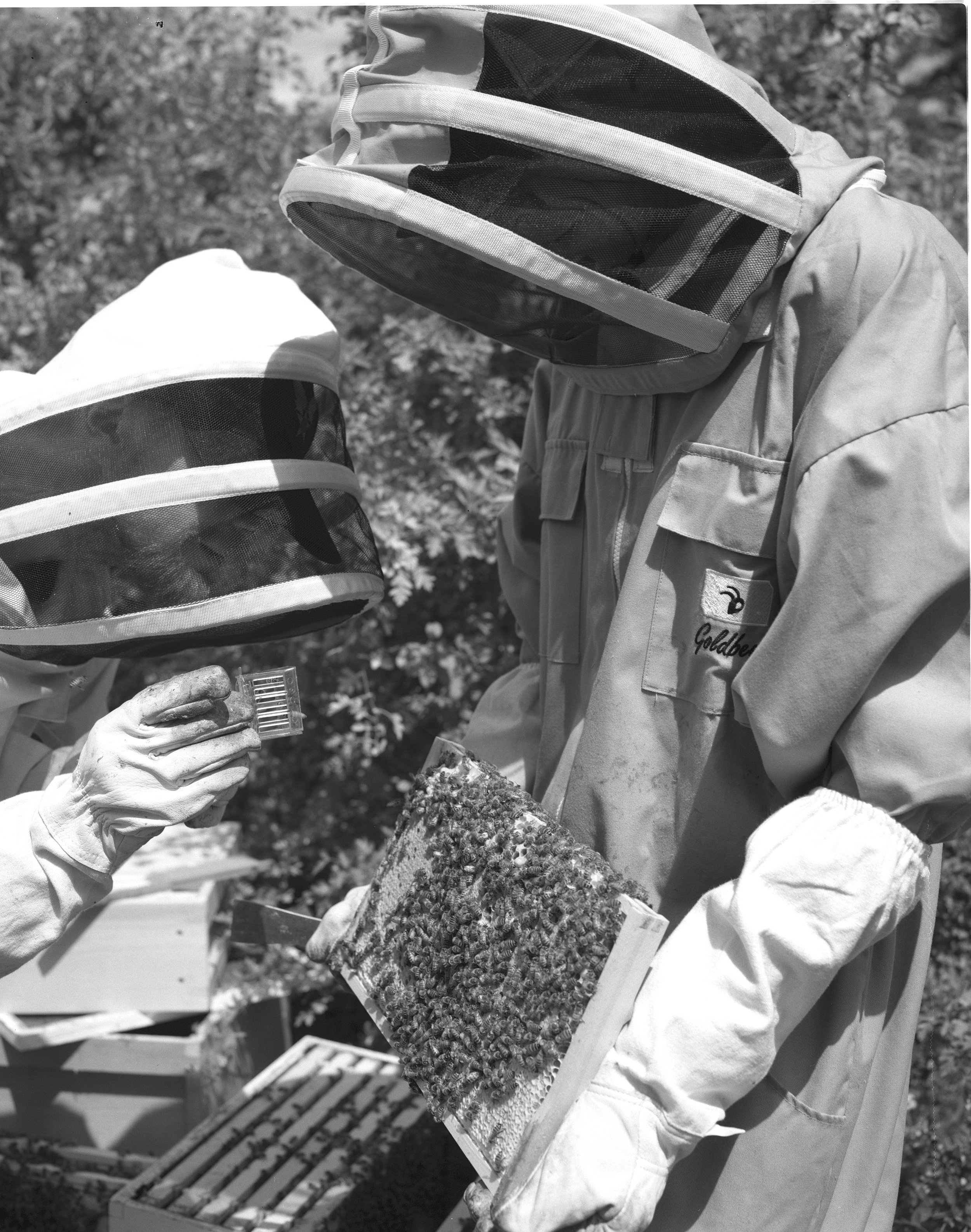 BEES ON B&W_003.jpg