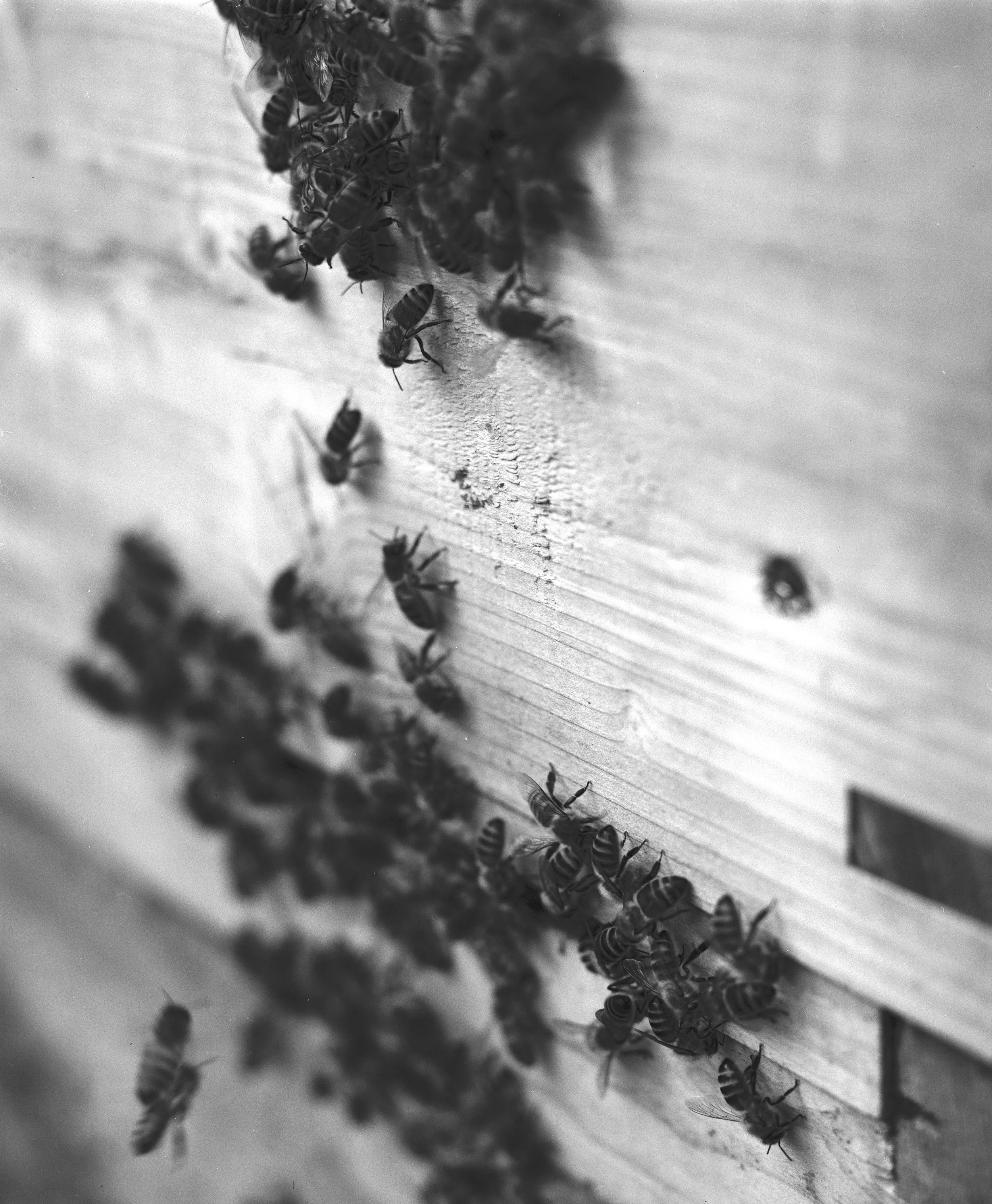BEES ON B&W_004.jpg
