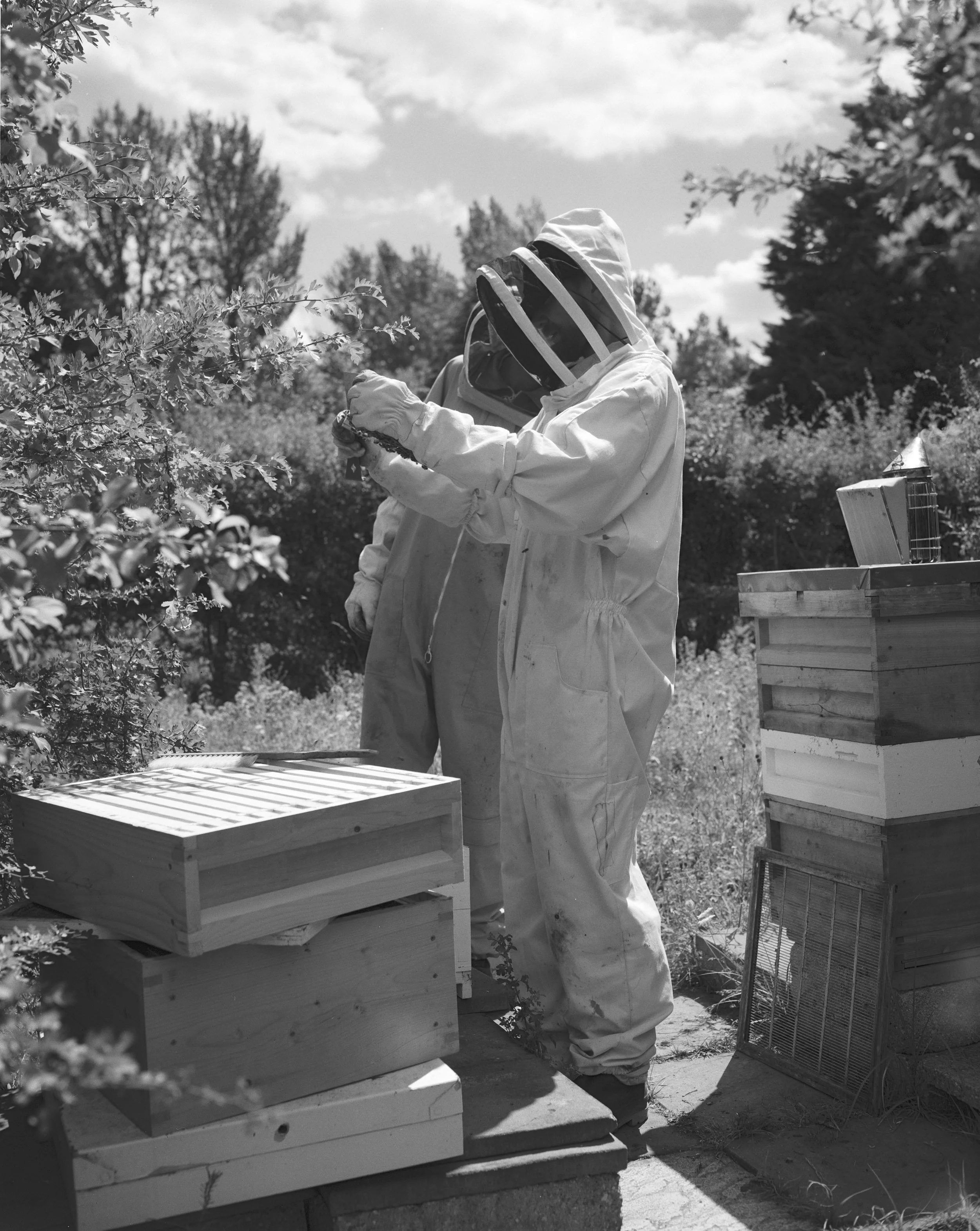 BEES ON B&W_005.jpg