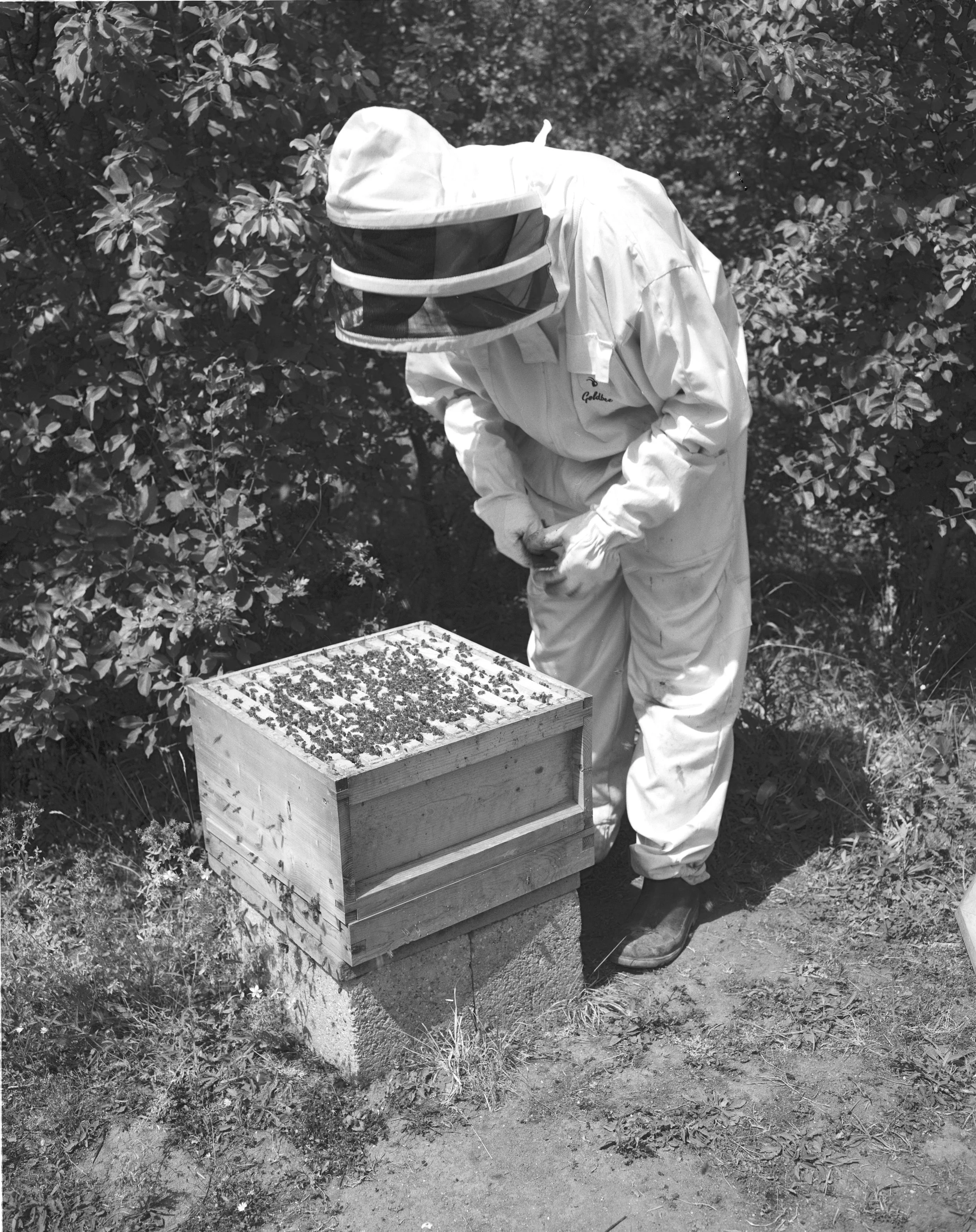 BEES ON B&W_006.jpg