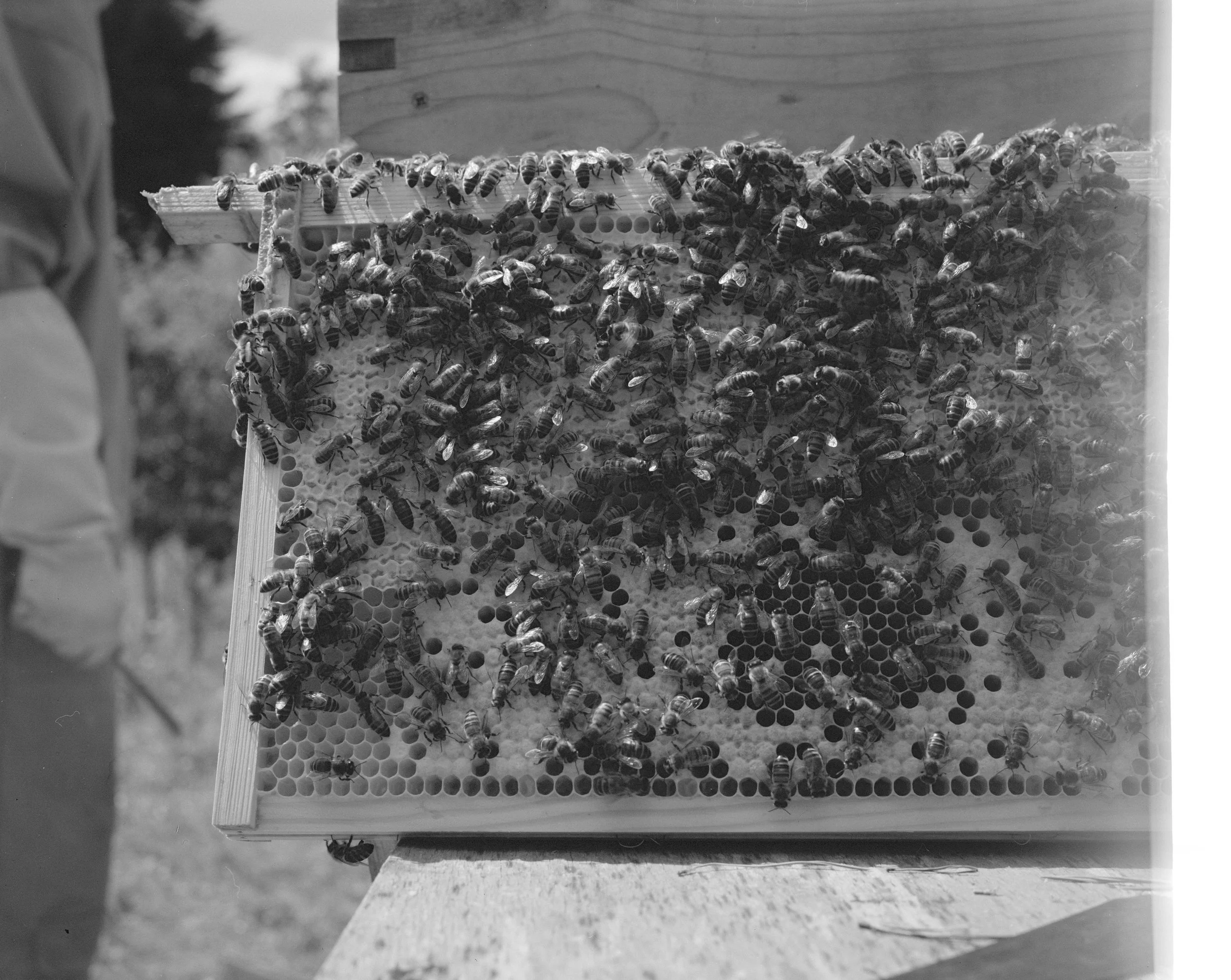 BEES ON B&W_007.jpg