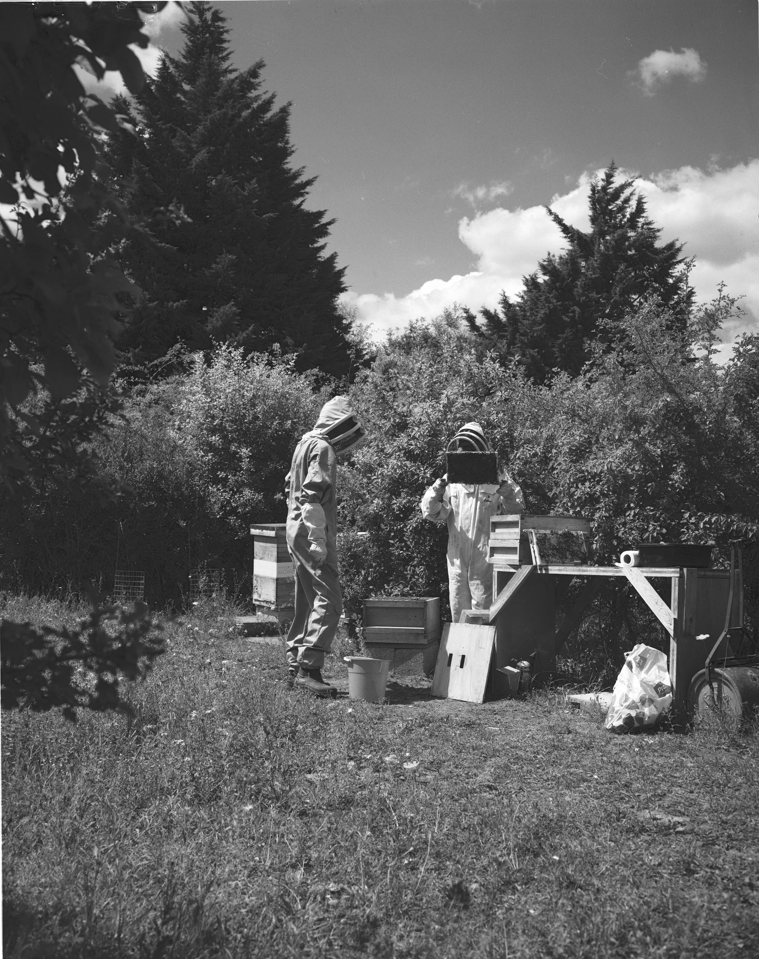 BEES ON B&W_008.jpg