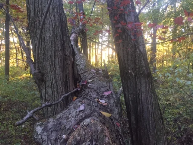  Photo Property of/Provided by: Colin Macaulay  