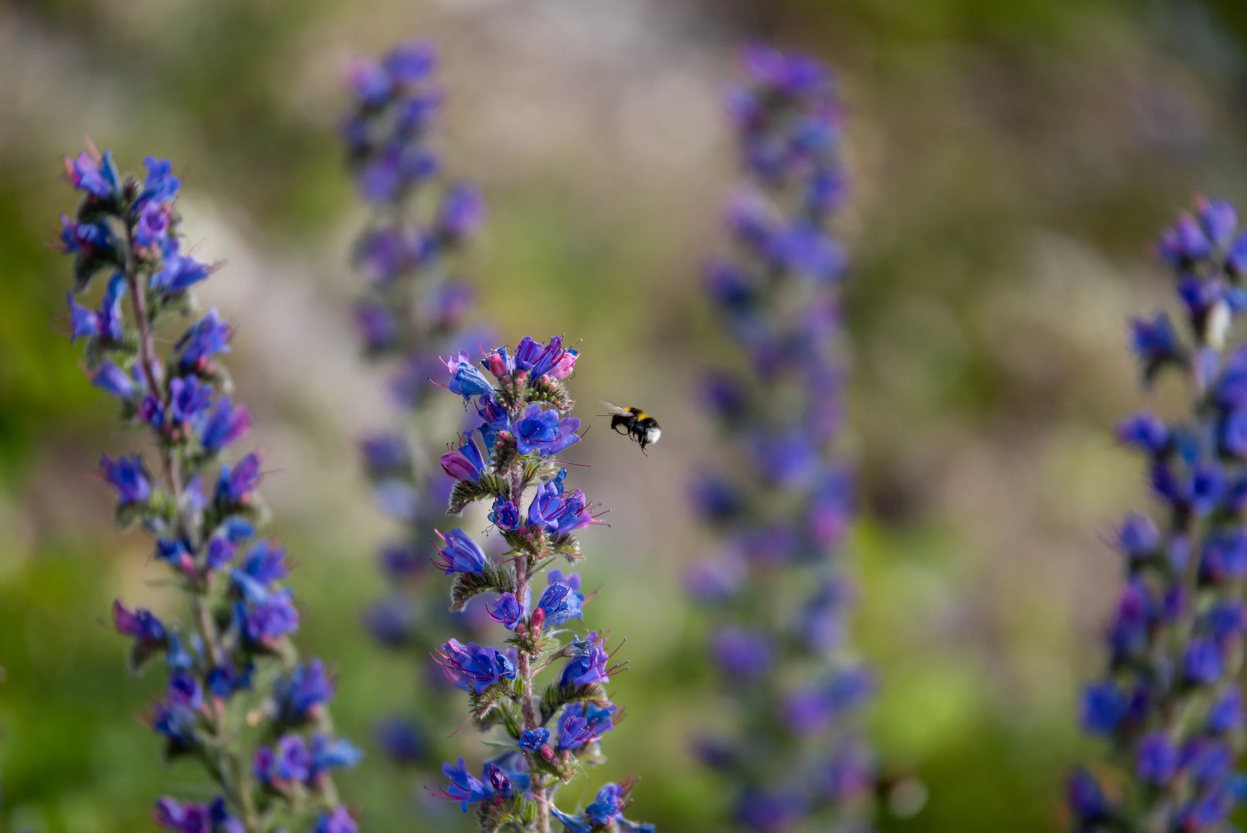 The Season of Lammas