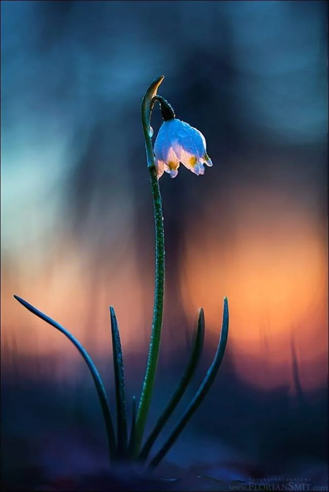 IMBOLC: Root To Rise