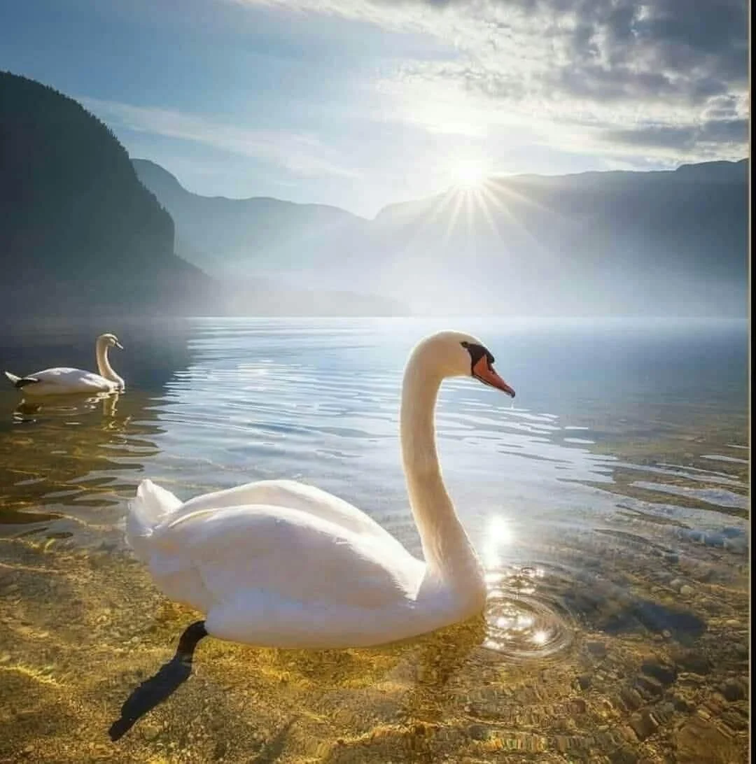 Flowering &amp; Blossoming - The Full Moon Supermoon Eclipse in Sagitarius