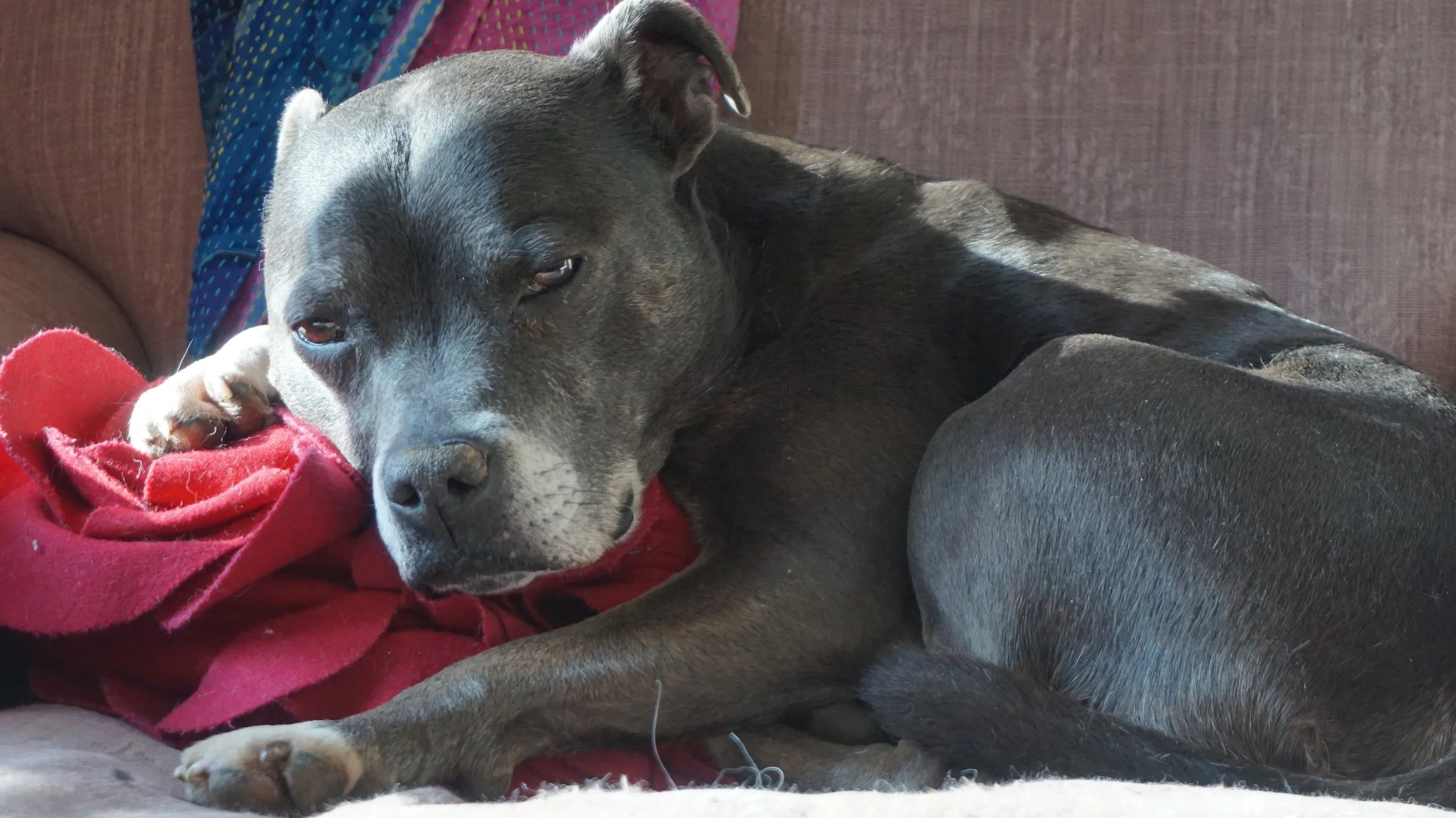 Death and Rebirth -New Moon In Libra 🦋