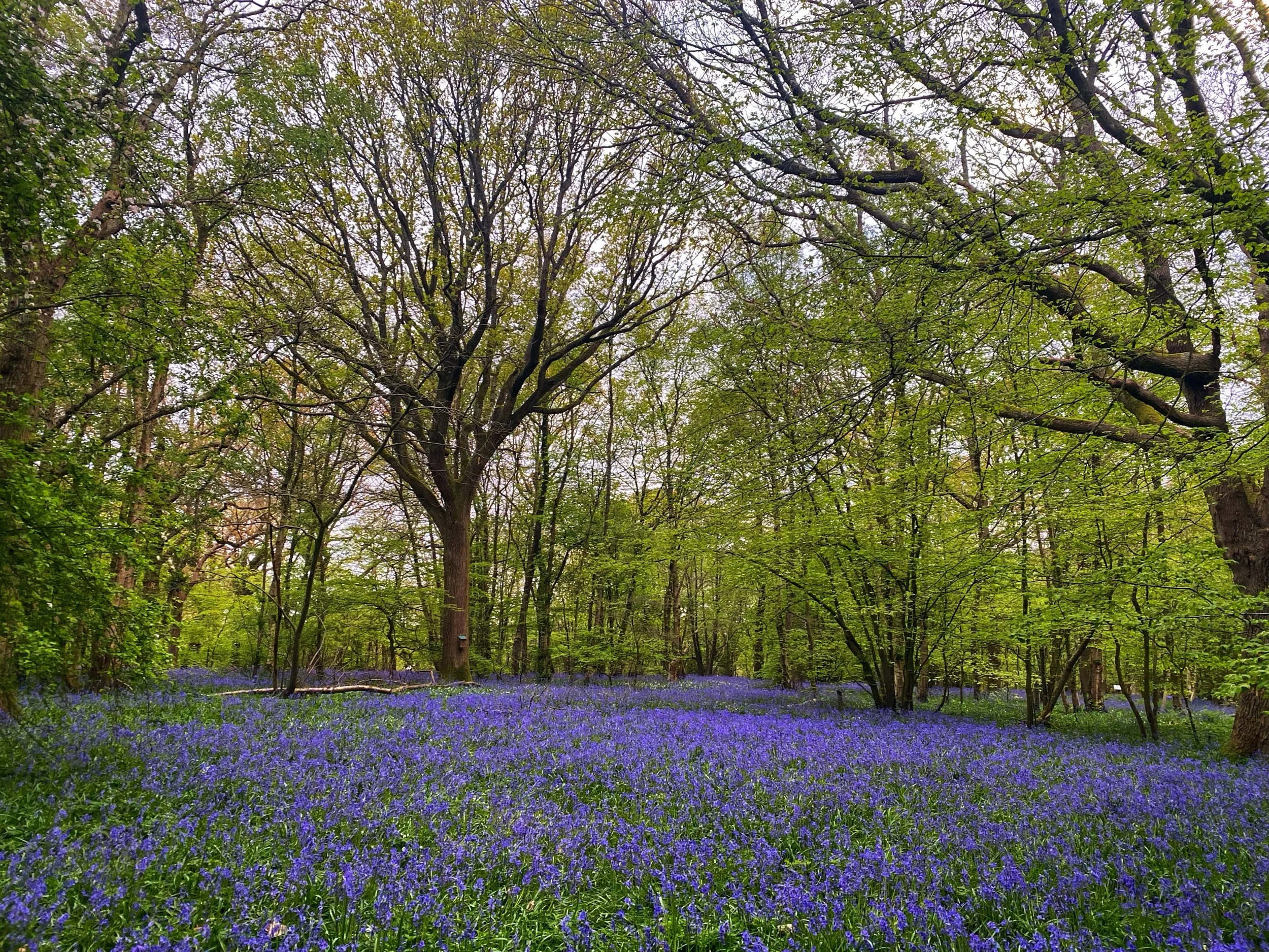 Full Moon Luna Beltane In Scorpio 