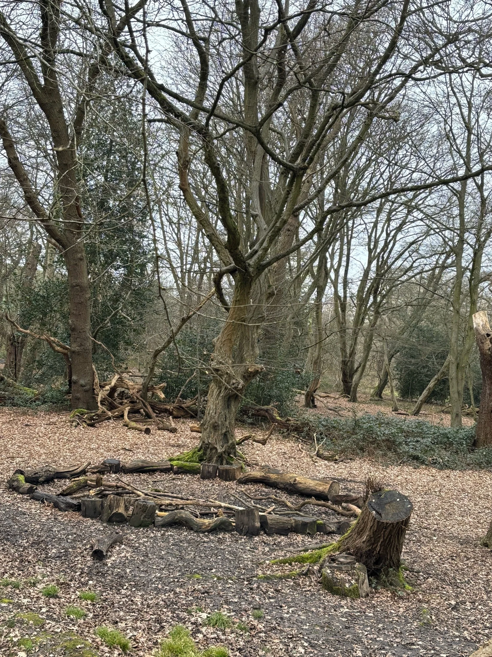 Embracing the Dark Moon: A Journey into Stillness and Renewal