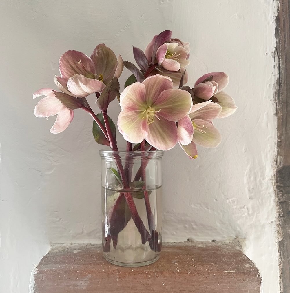 inspiration from the garden 🌸
.
.
.
.
.
#anonastudio #hellebores #flowers #garden #spring #botanical