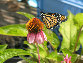 PC: Brooklyn Butterfly Project