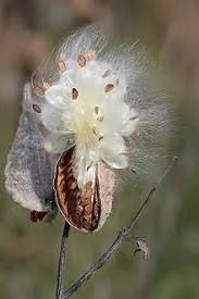 milkweed.jpg