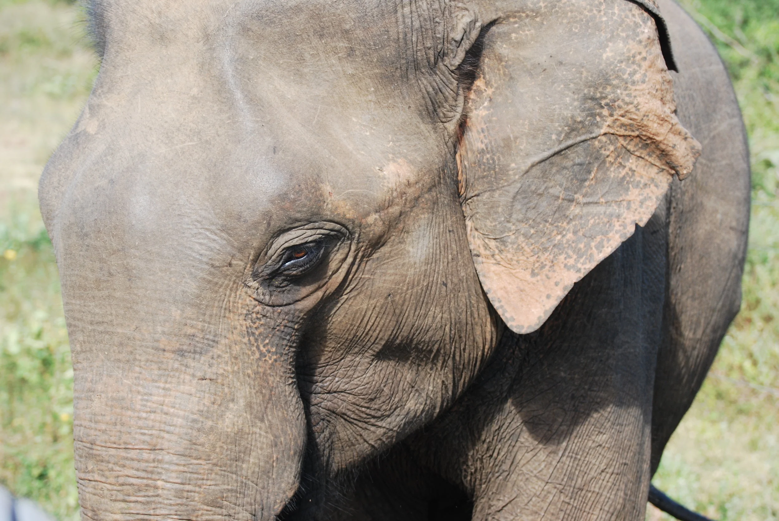 Podcast recommendations for monolingual Americans in Sri Lanka (plus quick updates)