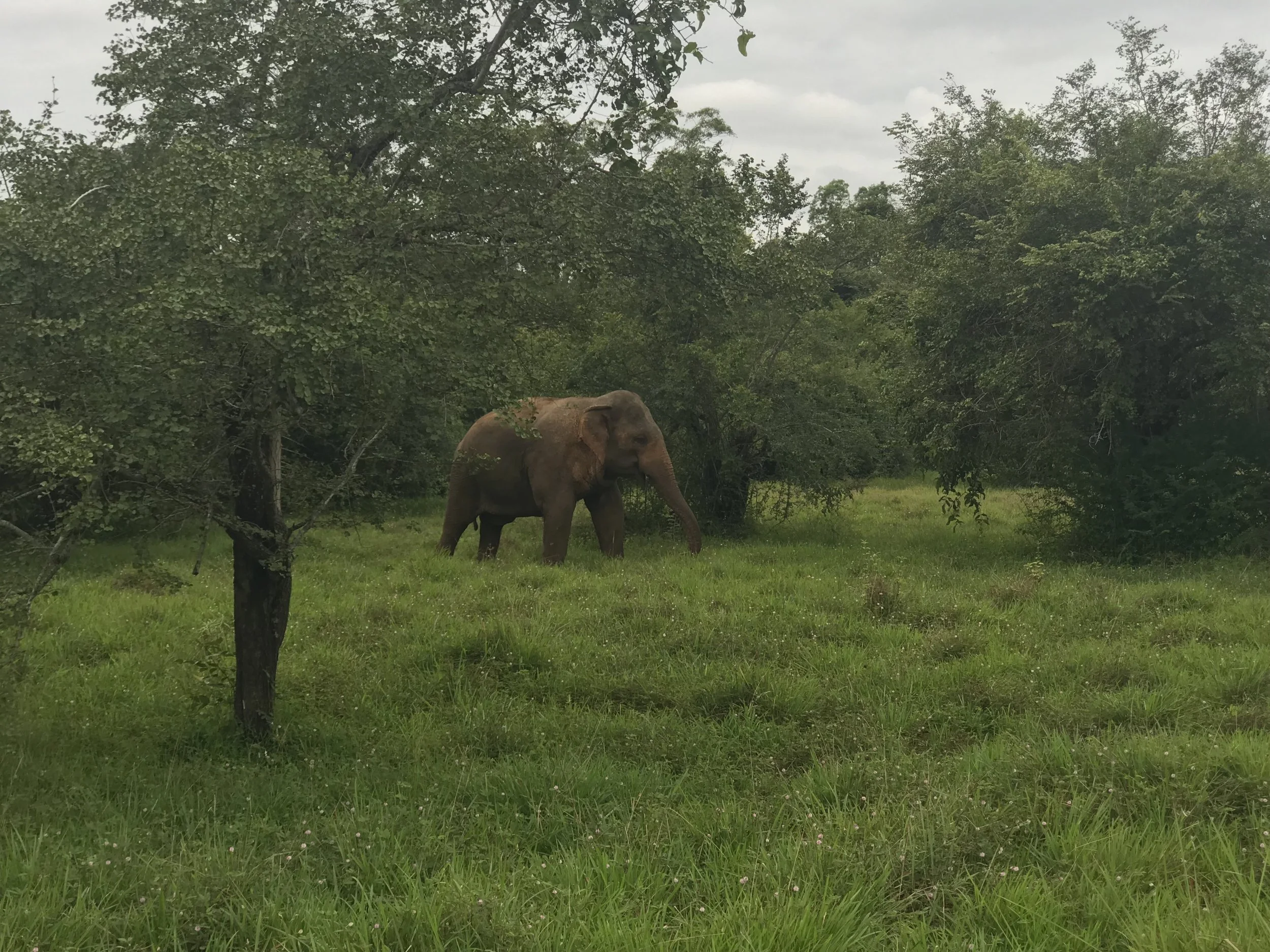 My first elephant sighting for this trip to Sri Lanka: a rotund makhna . We stayed and watched this guy eat for about twenty minutes before moving on.