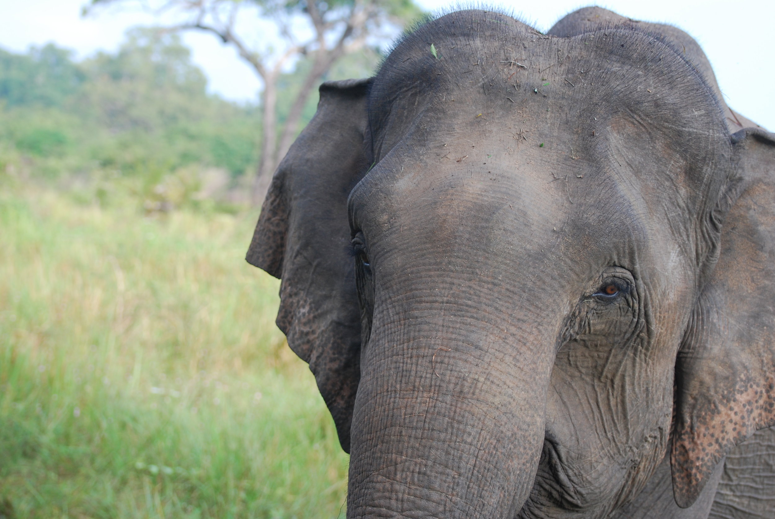 Sparking joy, surrounded by elephants
