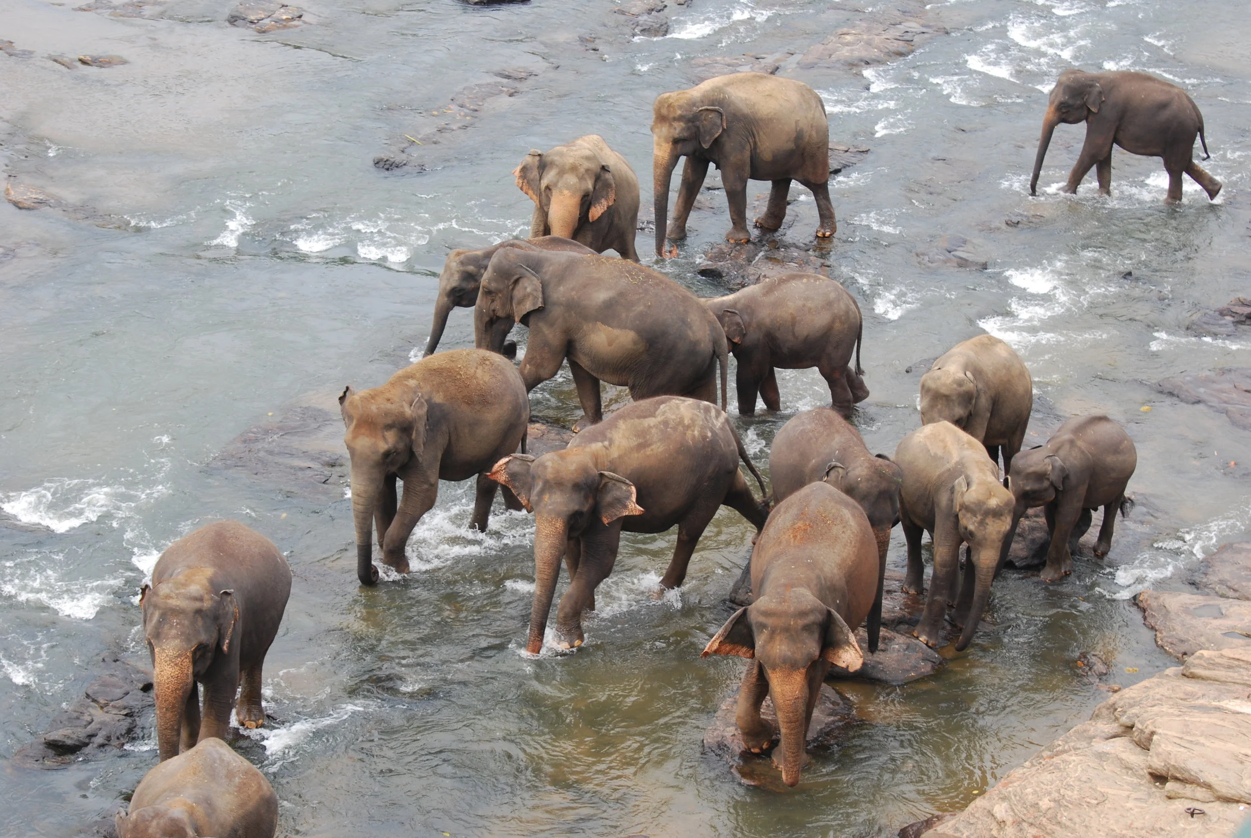 Visit to Kandy and Pinnawala Elephant Orphanage