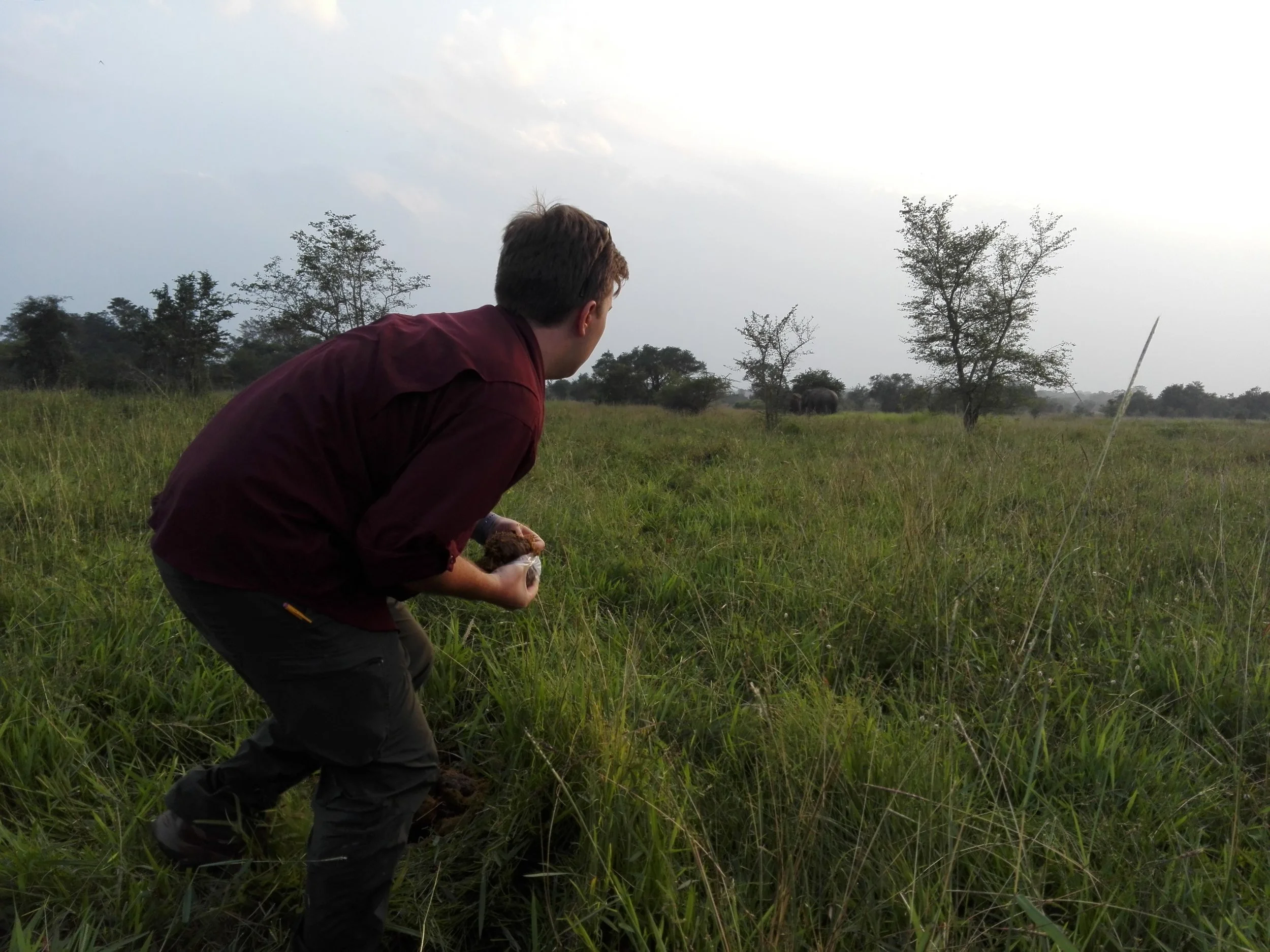 I keep a watchful eye on two bull elephants in the distance as I collect a fecal sample left behind by one of them. Note: This work was conducted with the permission of Sri Lanka’s Department of Wildlife Conservation, and under the supervision of wildlife rangers at Wasgamuwa National Park. Photo: Sachintha Samaraweera.