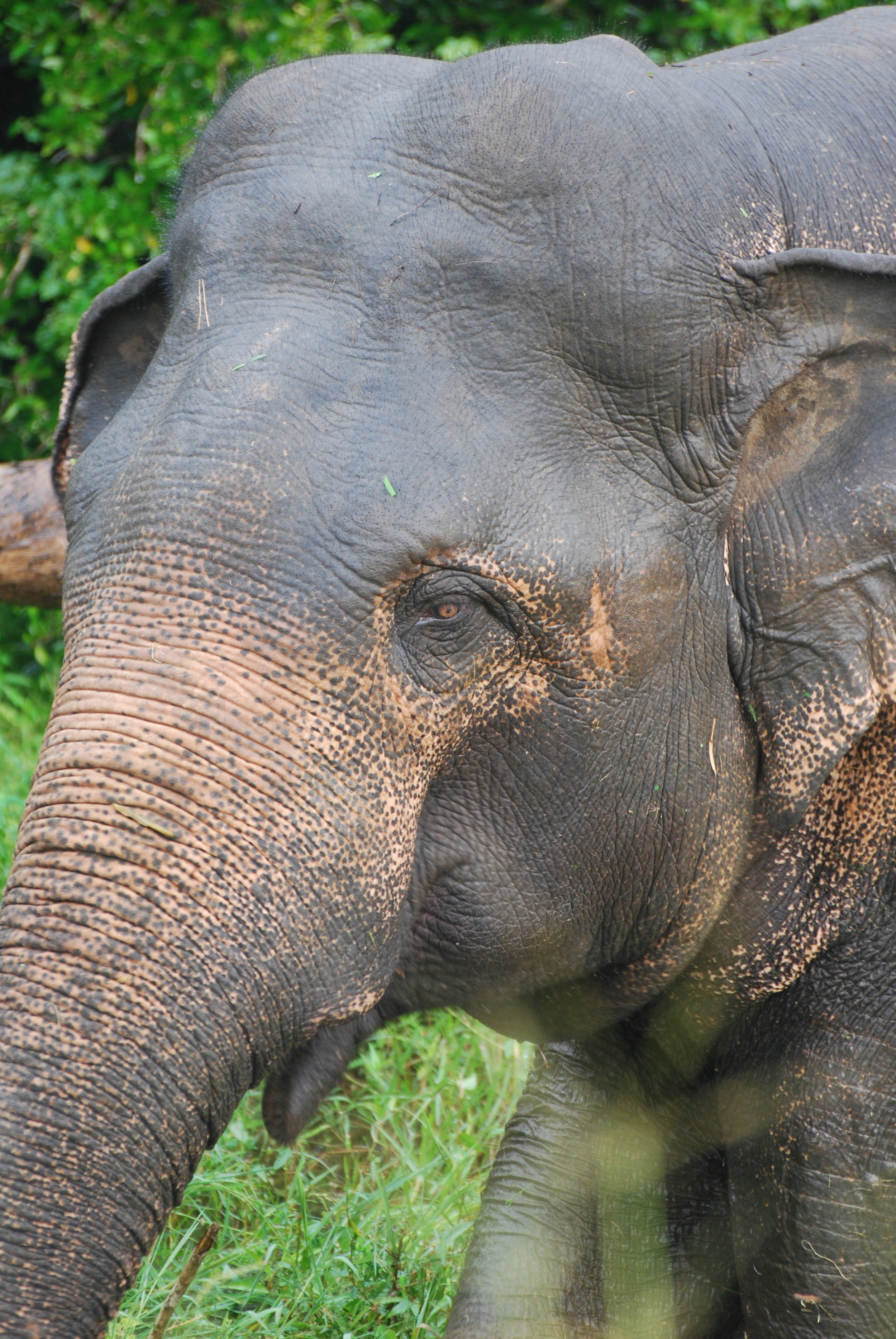 Meet the bull elephants of Wasgamuwa