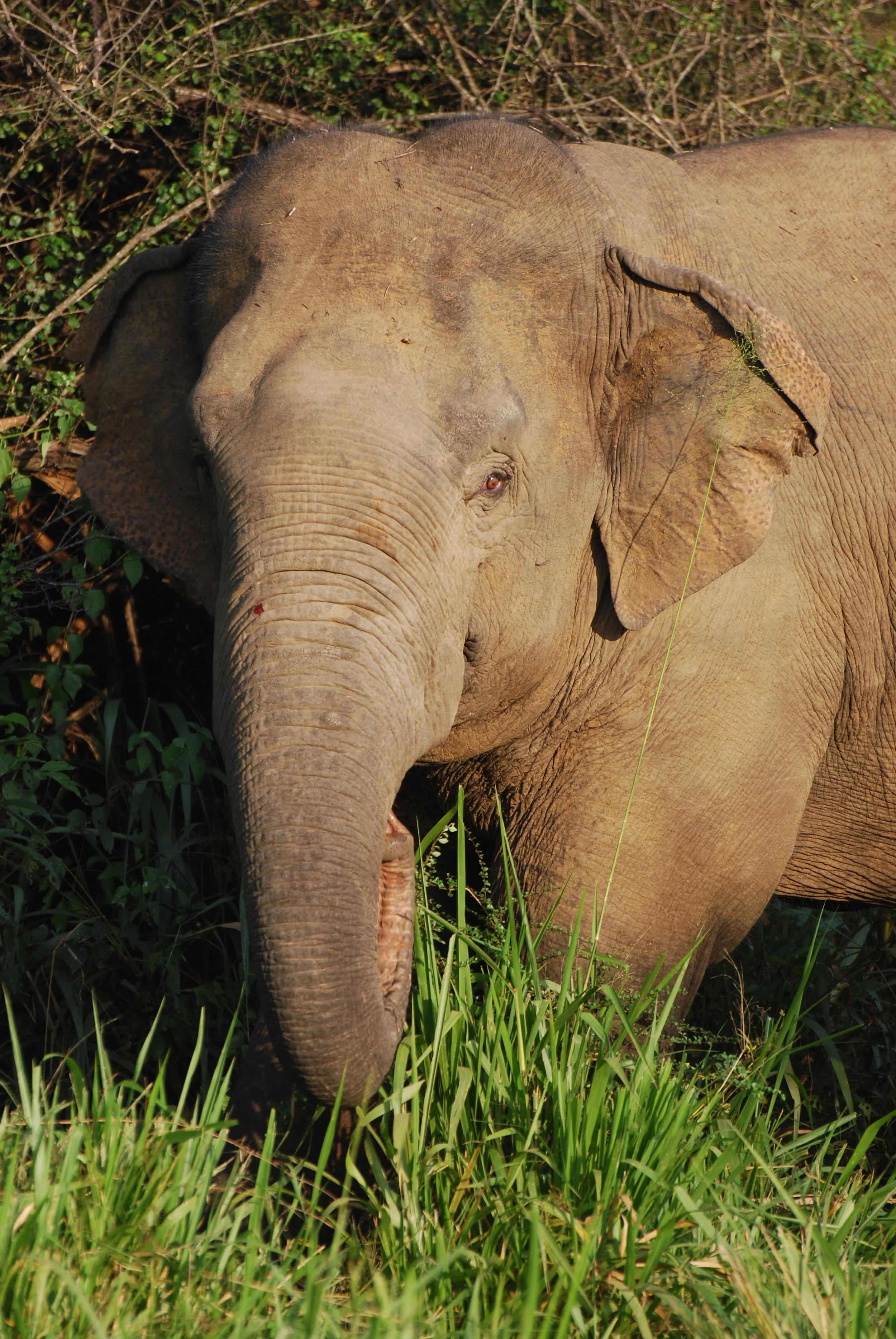 The scoop on (elephant) poop