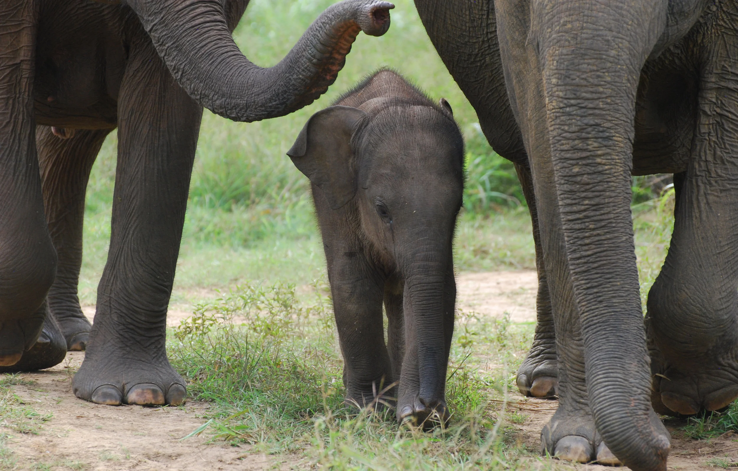 Here’s a photo of a baby elephant. You earned it for putting up with the turd talk (okay, last poop alliteration, I swear) . Wasgamuwa National Park, 20 Jan 2019.