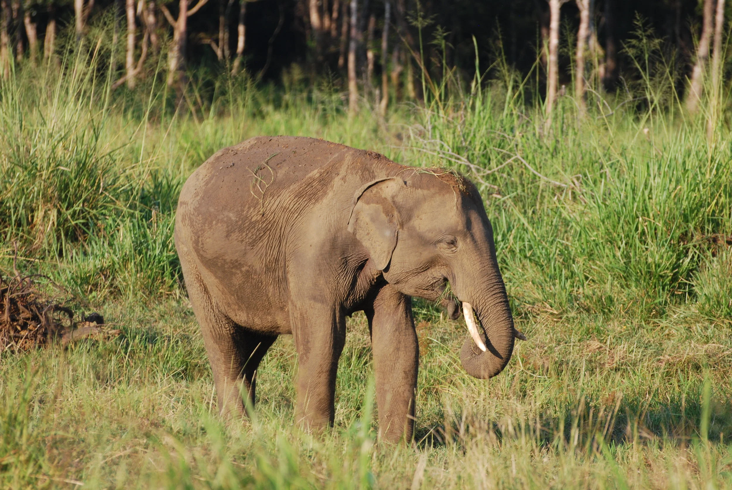 Looking back on my time in elephant land