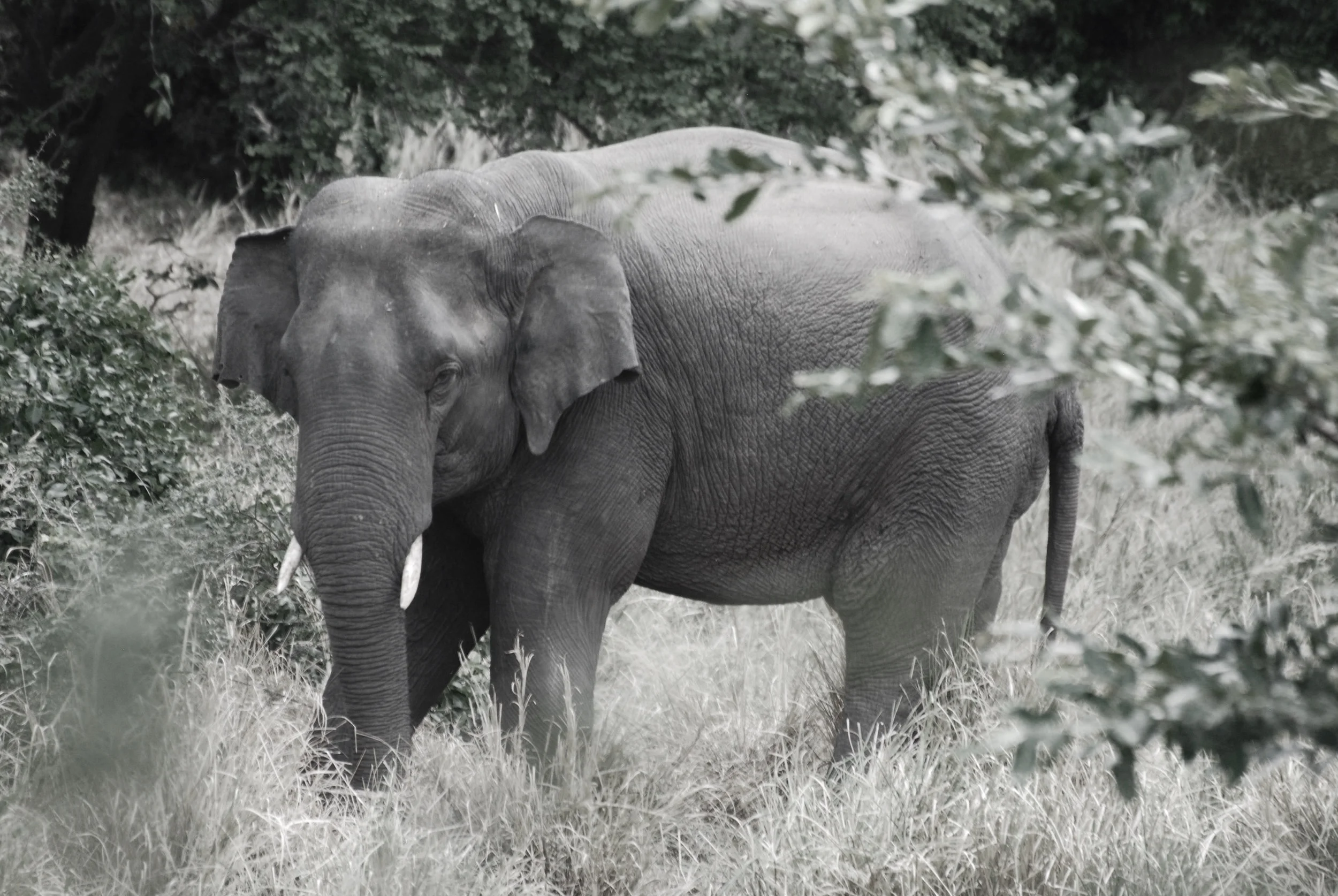 Asian elephant in Kaudulla National Park, Sri Lanka, July 2017. Photo: Chase LaDue.