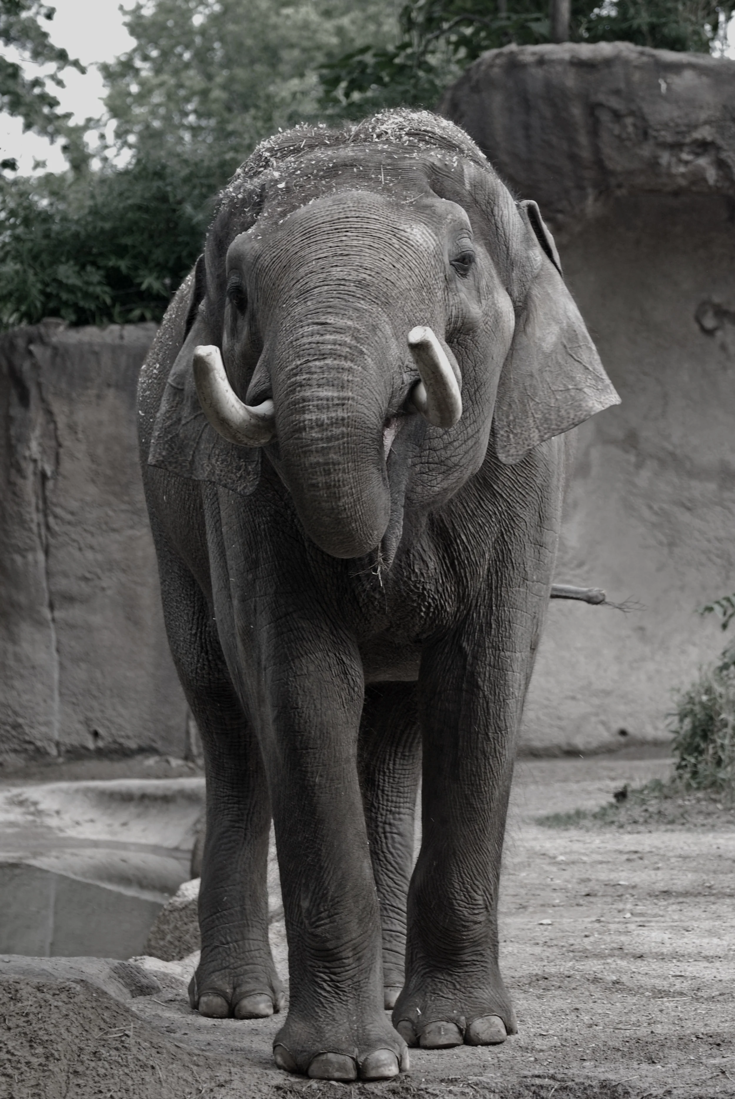 A mature male Asian elephant in a zoo, August 2015. Photo: Chase LaDue.