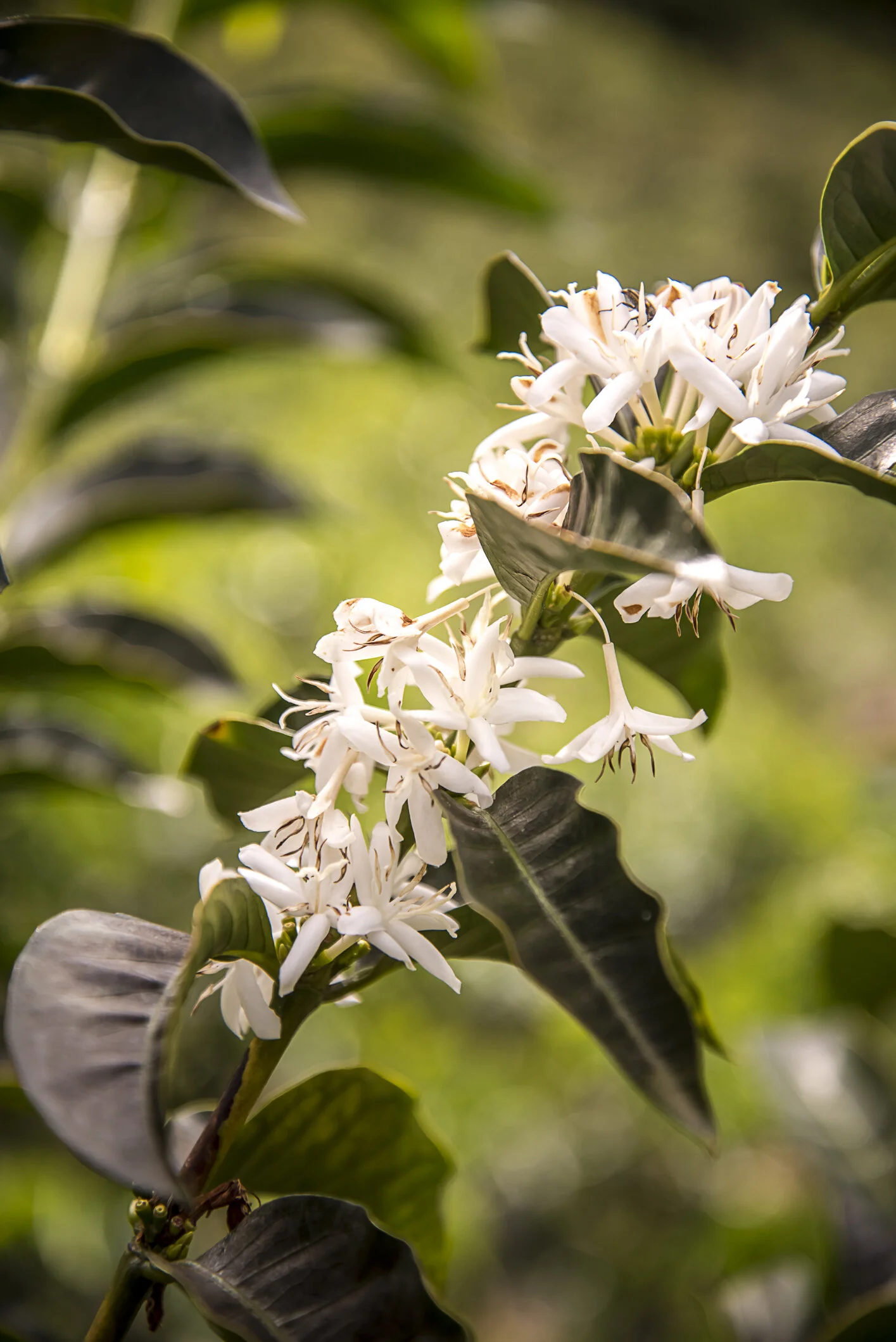 coffee blossoms 2.JPG