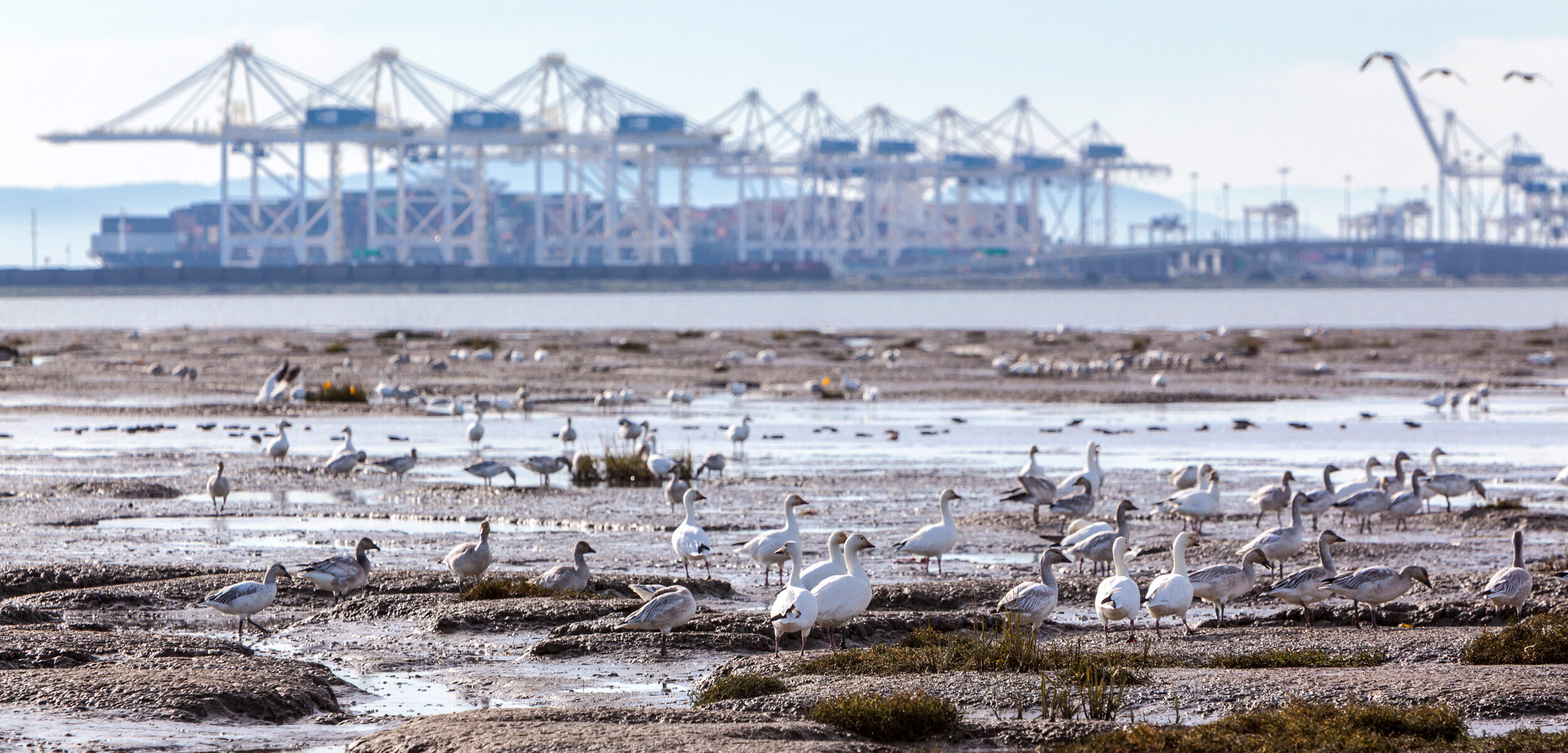 The Questionable Science of Vancouver's Port Expansion