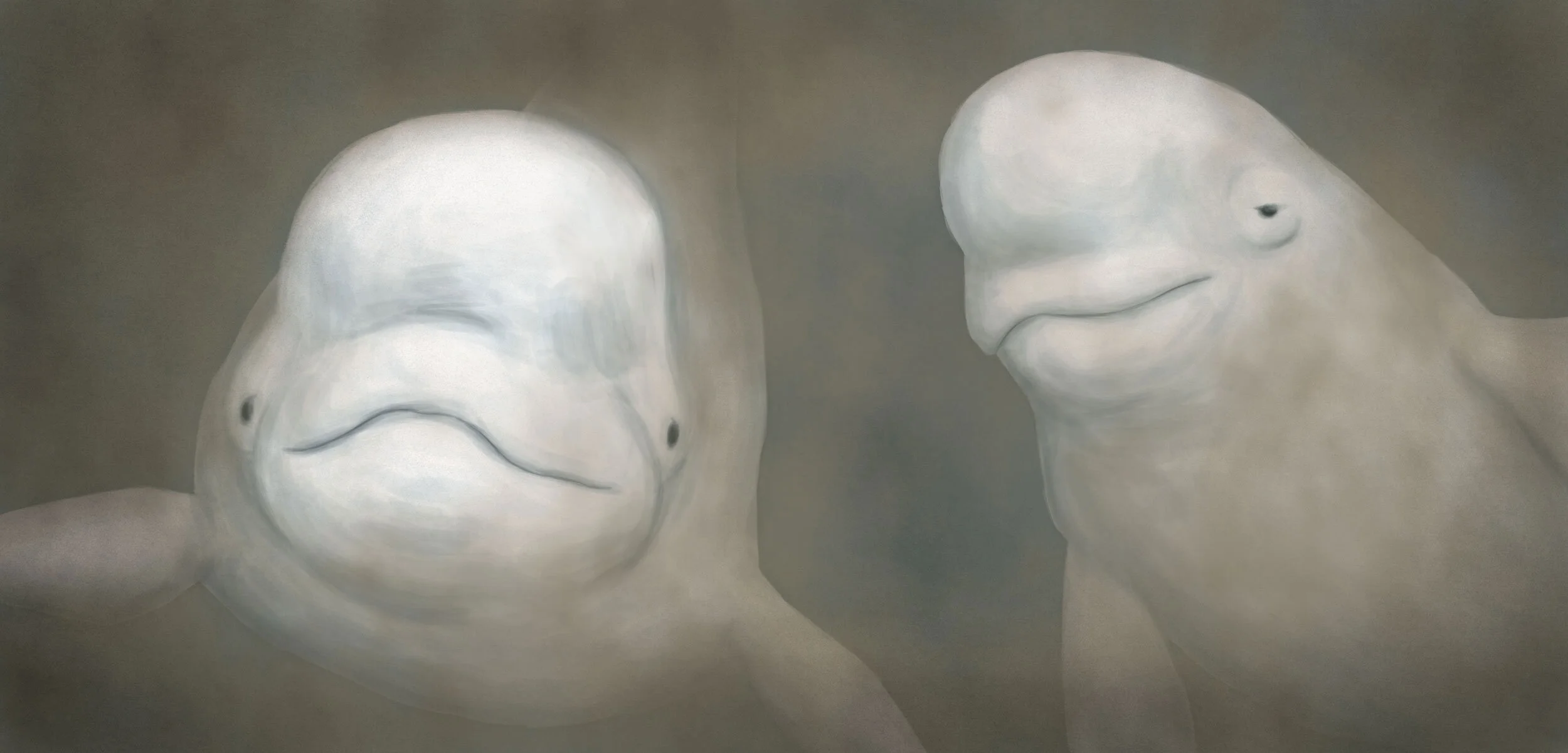 The Baffling Case of The Belugas That Won't Bounce Back