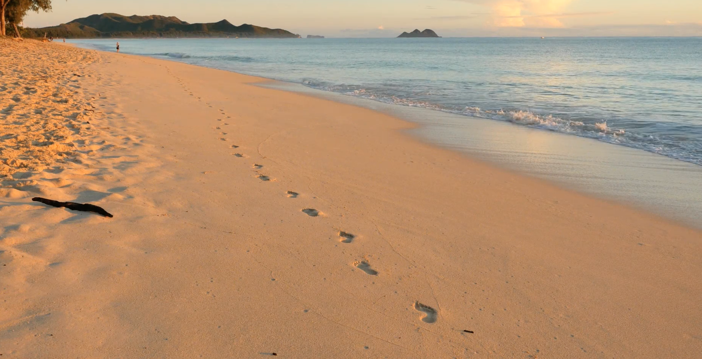 Here Be Tiny Dragons (And Other Micro Beasts)