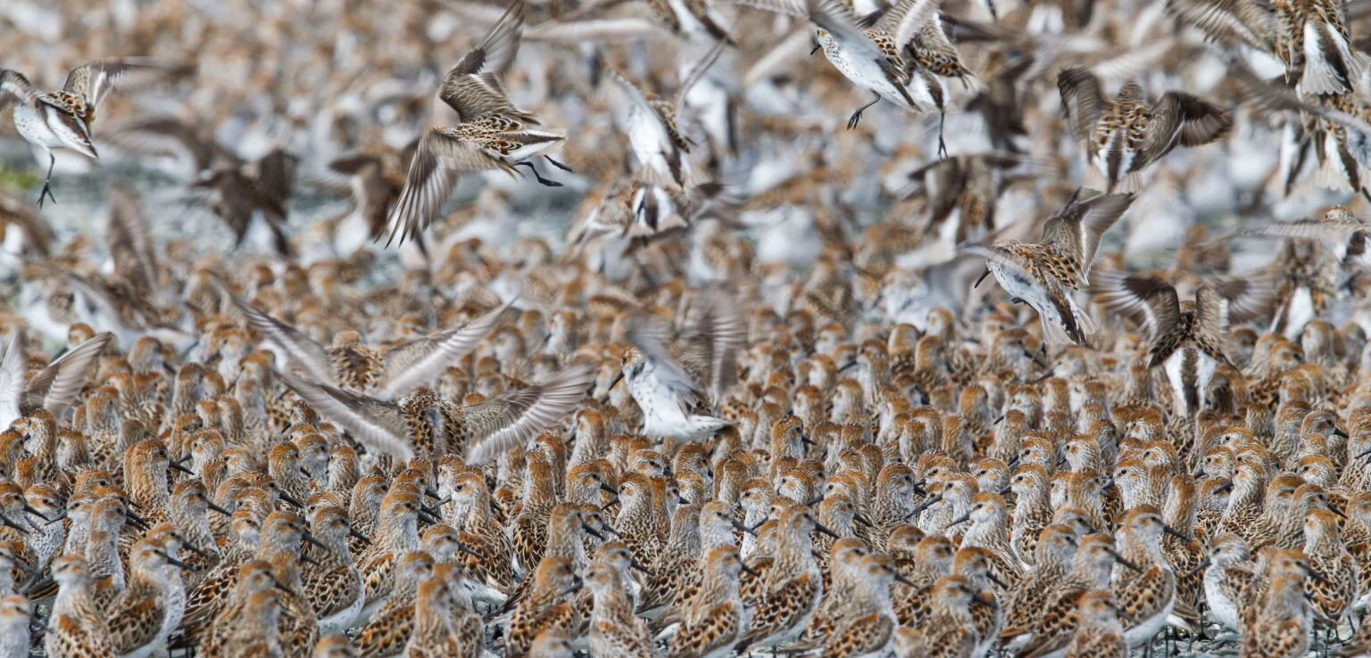 Flying by the Fat of the Sea